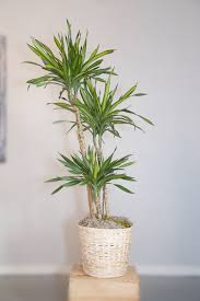 Image result for dracaena