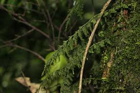 Image result for Vandenboschia