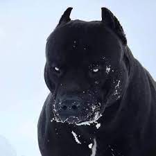 Schöne schwarze pitbulls haben eine menge für sie. Pin Von Jaqueline Perfect Auf Fitness Schwarze Hunde Dobermann Hunde Pitbull Hund