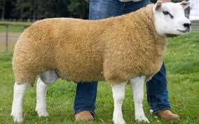 The bed itself costs 250,000 bells! The Record Breaking Sheep Named Deveronvale Perfection Ten Of The Most Expensive Animals In The World Business