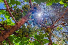 We did not find results for: Fig Tree Photograph By Kevin Eckert Smith