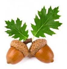 10+ acorns and oaks ideas new grandma