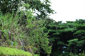 Image result for Lycium pilifolium