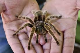 Those spiders belong to the suborder mygalomorphae. Study Shows Tarantulas Run Faster In Warm Weather Time