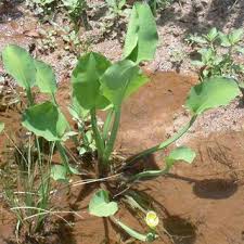 Image result for Butomopsis latifolia