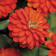 Tall, tolerate heat, humidity, drought, and powdery mildew. Profusion Double Fire Fiery Orange Peoria Gardens Inc