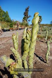 This spineless cactus can grow to 10 feet high and 10 feet wide. Totem Pole Cactus Spiral Form 1gal Spiral Delight Cacti Com