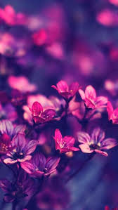 Check spelling or type a new query. Free Download Wallpaper Flowers Hd Albadorataitaliacom 640x1136 For Your Desktop Mobile Tablet Explore 45 Flower Images For Wallpaper Flowers Wallpaper For Desktop Floral Wallpaper