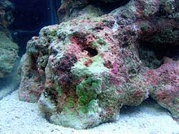 They can also form flexible structures that can move with the. Live Rock Wikipedia