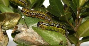 Image result for caterpillar box tree moth inside buxus plant