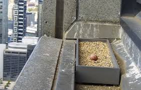 Comprising over 3,000 islands, sovereign state south korea (대한민국), officially designated as republic of korea, is located in the southern side of. One Of The Collins Street Peregrine Falcons Has Laid An Egg