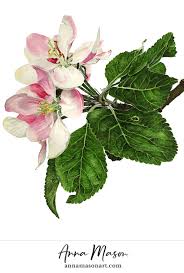 Morris was born in daviess county, indiana, on sept. Apple James Grieve 9 May Anna Mason Art