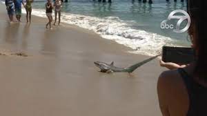 Plan your escape to newport beach, california. Video Shows Shark In California Captured By Lifeguards With Their Bare Hands Abc7 San Francisco
