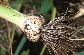 Planting garlic cloves planting garlic cloves is easy as long as you know the difference between a garlic bulb and a clove and regular weeding will keep them healthy. How And When To Harvest Garlic Edible Backyard