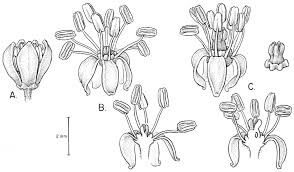 Image result for Lannea asymmetrica