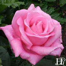 Perfume Delight Hybrid Tea Roses Tea Roses Tea Rose Perfume