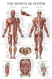 This is our groundwork for proportions. Buy Muscular System Anatomical Poster Laminated Muscle Anatomy Chart Double Sided 18 X 27 Online In Indonesia B07bck7qxc