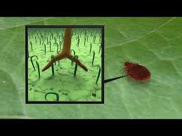 Cimex lectularius, the common bed bug, is the best known, as it prefers to feed on human blood. Mimicking Bean Leaves May Help Control Bedbug Infestations Youtube