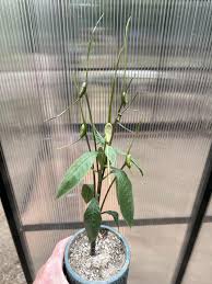 Image result for Dioscorea buchananii