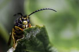 Wasp nest removal call apex on 0114 3491098. Wasp Nest Removal Stevenage Nex Pest Control