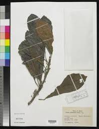 Image result for Uapaca guineensis