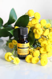 Image result for Helichrysum