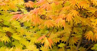 There are 4 trees here. 10 Facts Every Japanese Maple Lover Needs To Know