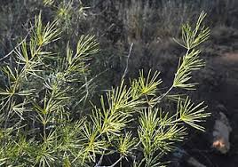 Image result for Asparagus krebsianus