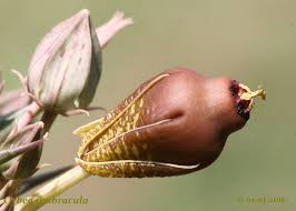 Image result for Orbea umbracula