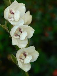Holy Spirit Orchid National Flower Of Panama Flowers Orchid Tattoo Orchids