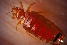 Bed bugs feed for 2 to 5 minutes and then move quickly to a hiding spot. How Often Do Bed Bugs Feed Getridofallthings Com