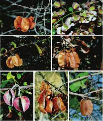 Image result for Combretum mkuzense