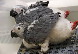 Grey Bird With Large Beak These African Grey Parrot Chicks Are Already Showing Their Telltale Bright Red Tails And Easy Way African Grey Parrot Funny African Grey Parrot African Grey