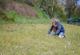 Image result for Rhaptopetalum evrardii
