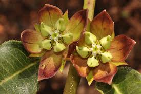 Image result for Pachycarpus concolor