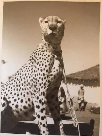 India was once home to the Asiatic cheetah, but it was hunted in very large numbers. The last known cheetah was hunted to death in 1947, in Koriya district in present day
