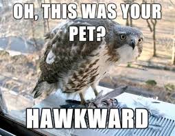 This Was A Running Joke Between Me And Literally Everyone For Like The Whole Of Last Summer Funny Animal Memes Funny Captions Funny Animal Pictures