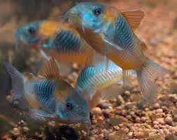 Corydoras Venezuelanus Venezuela S Cory 3 5cm 19 00 Second Nature Aquariums Live Fish Plants Deliver Tropical Fish Aquarium Fish Tank Plants Pet Fish