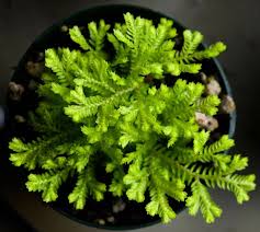 Image result for Adiantum vogelii