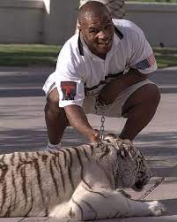 Unique mike tyson posters designed and sold by artists. Mike Tyson With His White Bengal Tiger Mike Tyson Mike Tyson Boxing Tyson