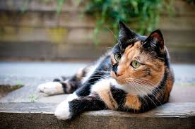Avoid essential oil diffusers if cats or other pets have underlying health problems, especially respiratory issues. Essential Oils And Cats Don T Mix Storey Publishing