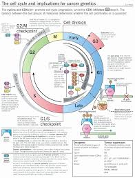 Cells Alive Worksheet Answer Key New 24 Inspirational Cells Alive Cell Cycle Worksheet Cancer Genetics Cell Cycle Teaching Biology