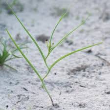 Image result for Camptorrhiza strumosa