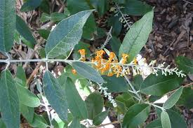 Image result for Buddleja madagascariensis