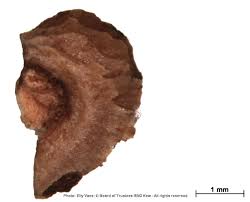 Image result for Hilsenbergia