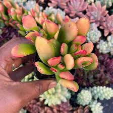 Image result for Crassula zombensis