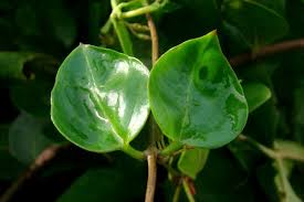 Image result for Ceropegia breviflora