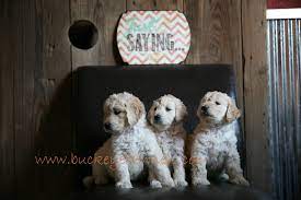 Goldendoodles are hypoallergenic designer dogs bred by crossing golden retrievers and poodles. Cute Goldendoodle Puppies In Ohio Check Out Our Site For Availability Of Our Goldendoodles Goldendoodle Puppy Goldendoodle Puppies