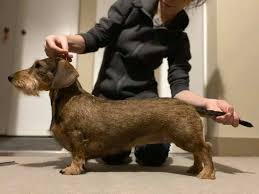 Their undercoat is also a little softer. Wire Haired Dachshund 101 Facts And Info Playbarkrun