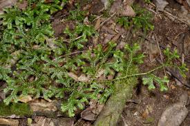 Image result for Selaginella mittenii